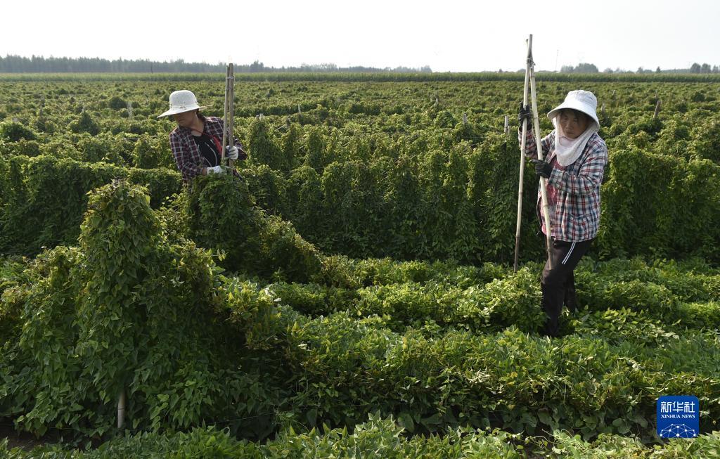 捕鱼游戏大厅免费